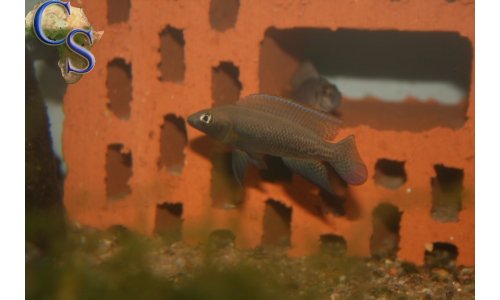 Neolamprologus nigriventris